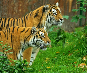 Tigers