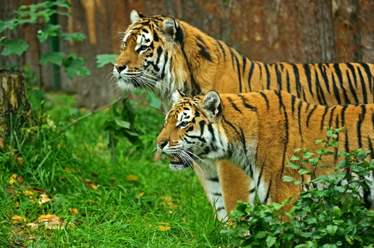 Tigers