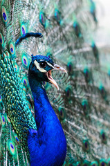 portrait of a proud displaying peacock male