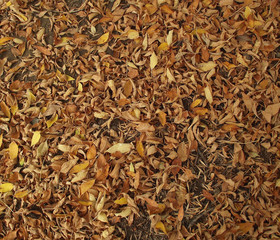 AUTUMN LEAVES.