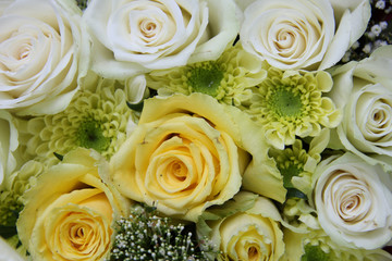 yellow and white roses