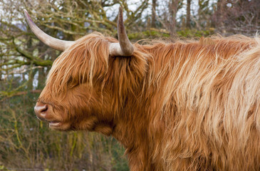 A longhorned cow with a shaggy coat