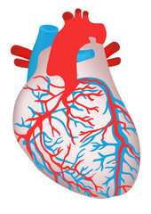 human heart