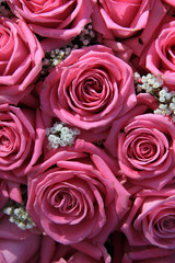 pink roses and white gypsophila