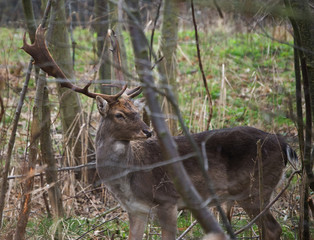 Fallow Deer