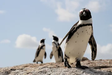 Crédence de cuisine en verre imprimé Pingouin Pingouins de plage de rochers