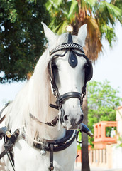 portrait of carriage white horse in Jeres,  Spain