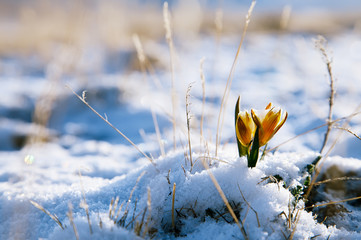 yellow snowdrop in high mountain valley