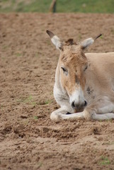Onager - Equus hemionus