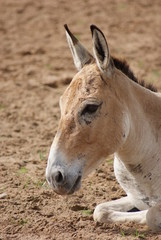 Onager - Equus hemionus