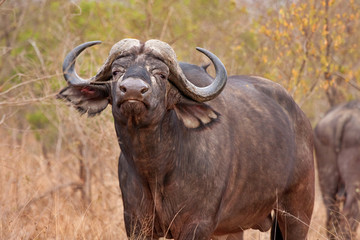 african cape buffalo - 46543110