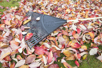 Obraz premium Garden Rake on Fallen Leaves