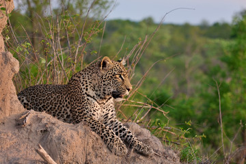 african leopard - 46543194