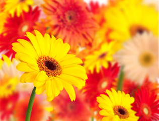 gerbera flower yellow