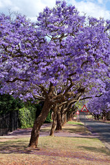 jacaranda trees - 46543591