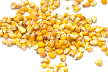 corn on a white background. macro