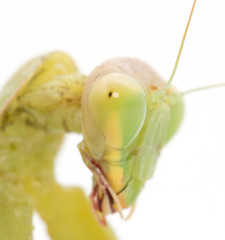 Portrait of a praying mantis on a white background. macro