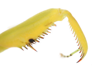 foot praying mantis on a white background. macro