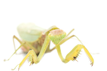 Portrait of a praying mantis on a white background. macro
