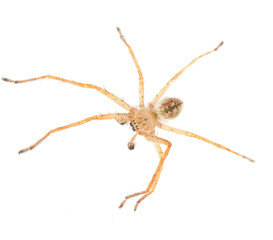 spider on a white background. macro
