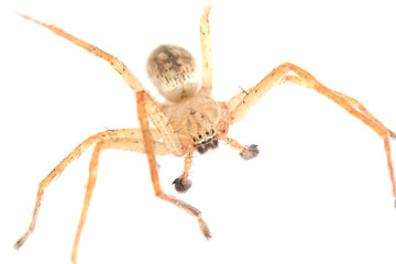 spider on a white background. macro