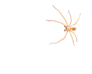 spider on a white background. macro