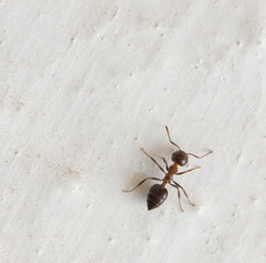 ant on a white background. macro