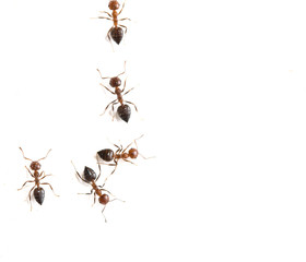 ant on a white background. macro