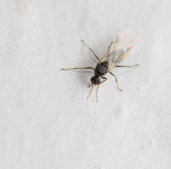 ant with wings on a white background. macro