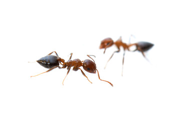 ant on a white background. macro