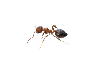 ant on a white background. macro