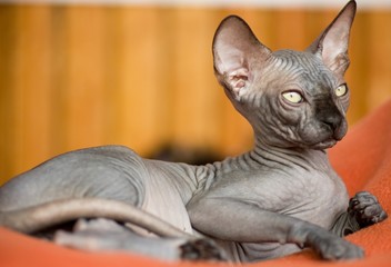 Beautiful canadian sphynx cat