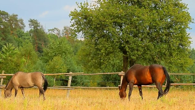 hores on field