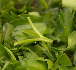 Fototapeta premium chopped parsley. macro