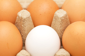 Chicken eggs in a box