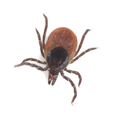 Tick isolated on white background, extreme close-up