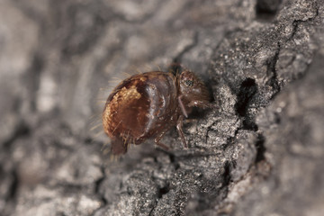 Sminthuridae springtail on wood, extreme close-up