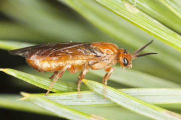 European pine sawfly, Neodiprion sertifer on pine needle