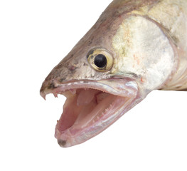 perch on a white background