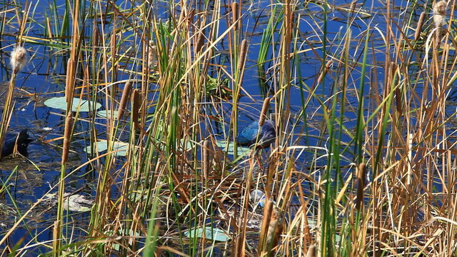 The American Purple Gallinule at National Park