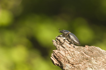 Stag beetle, Lucanus cervus climbing oak, macro photo