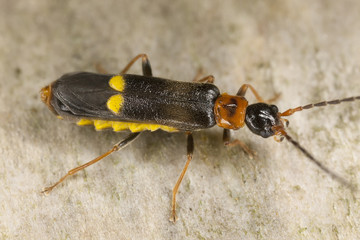 Malthodes minimus