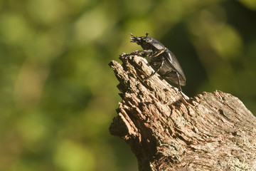 Stag beetle, Lucanus cervus climbing oak, macro photo