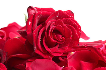 beautiful red rose and petals isolated on white