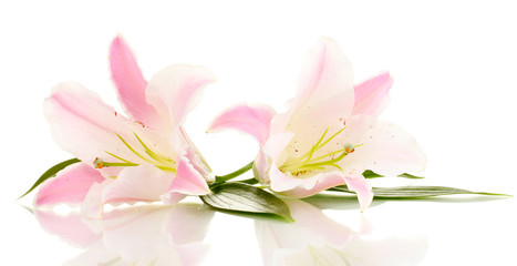 Obraz na płótnie Canvas piękne kwiaty lilii na białym