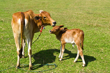 Cow in the meadow