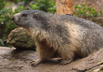 Marmotte