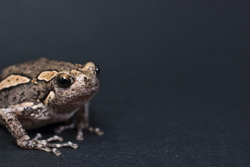 Asian painted frog (Kaloula pulchra)