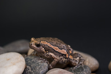 Asian painted frog (Kaloula pulchra)
