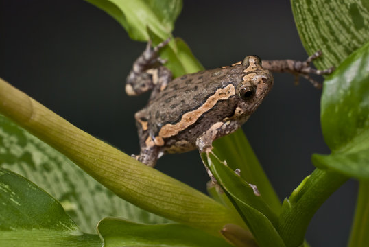 Asian painted frog (Kaloula pulchra)